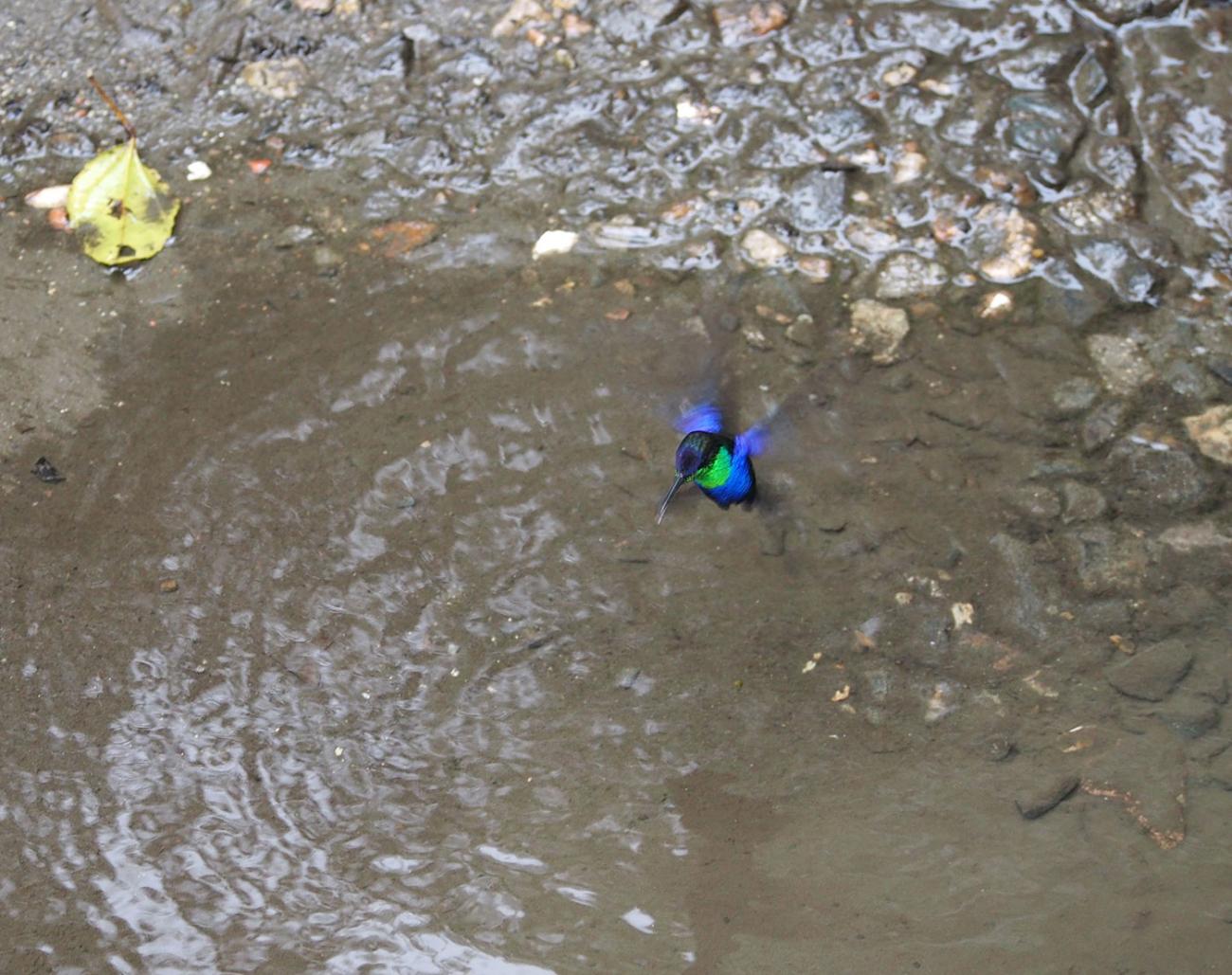 dazzling hummingbird hovering over a clear puddle