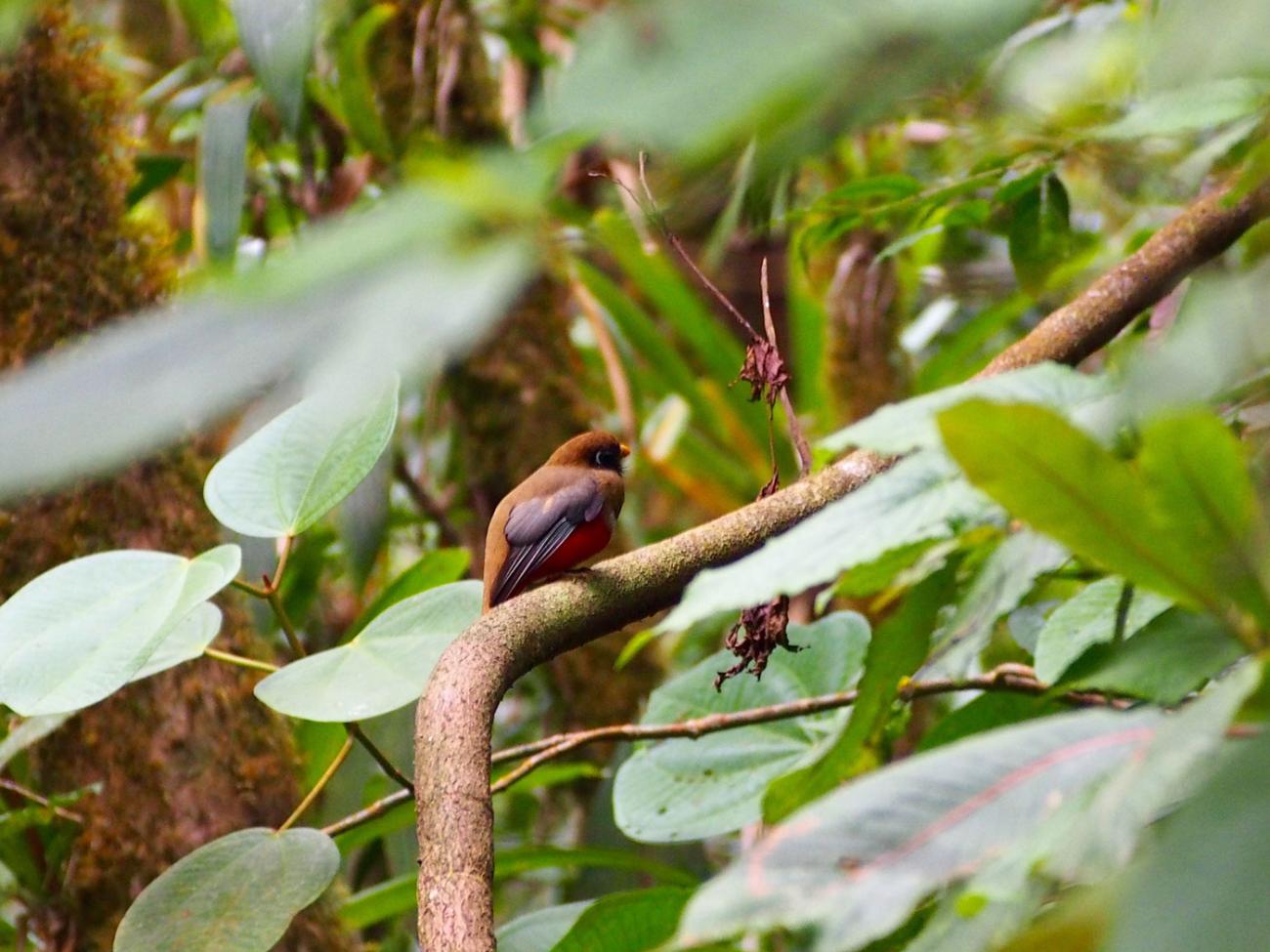 bird on branch in forest