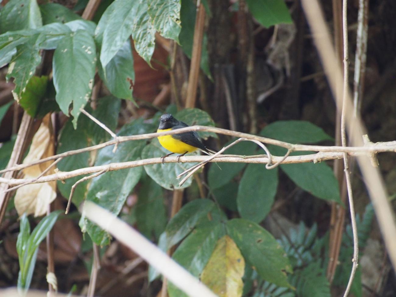 tiny, colorful bird on a branch