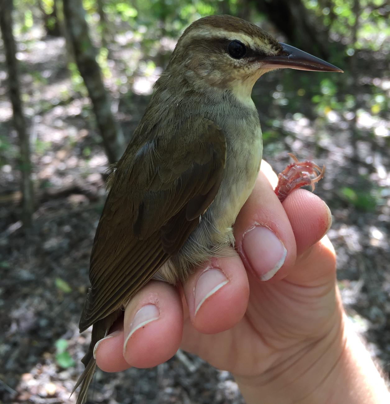 Swainson's warbler bird in someone's hand