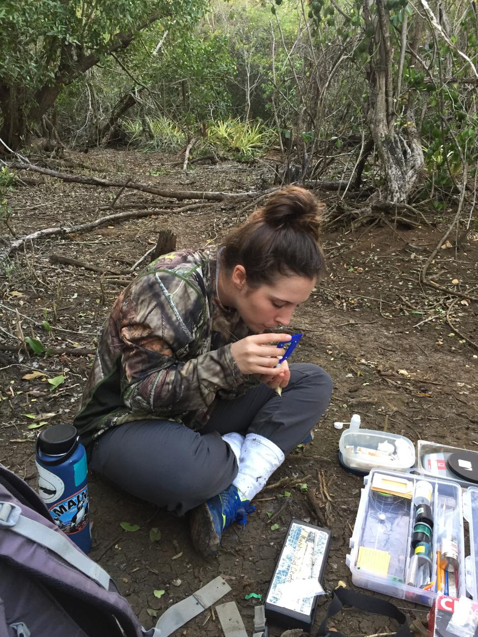 Scientist sits on ground and measures muscle mass of a bird