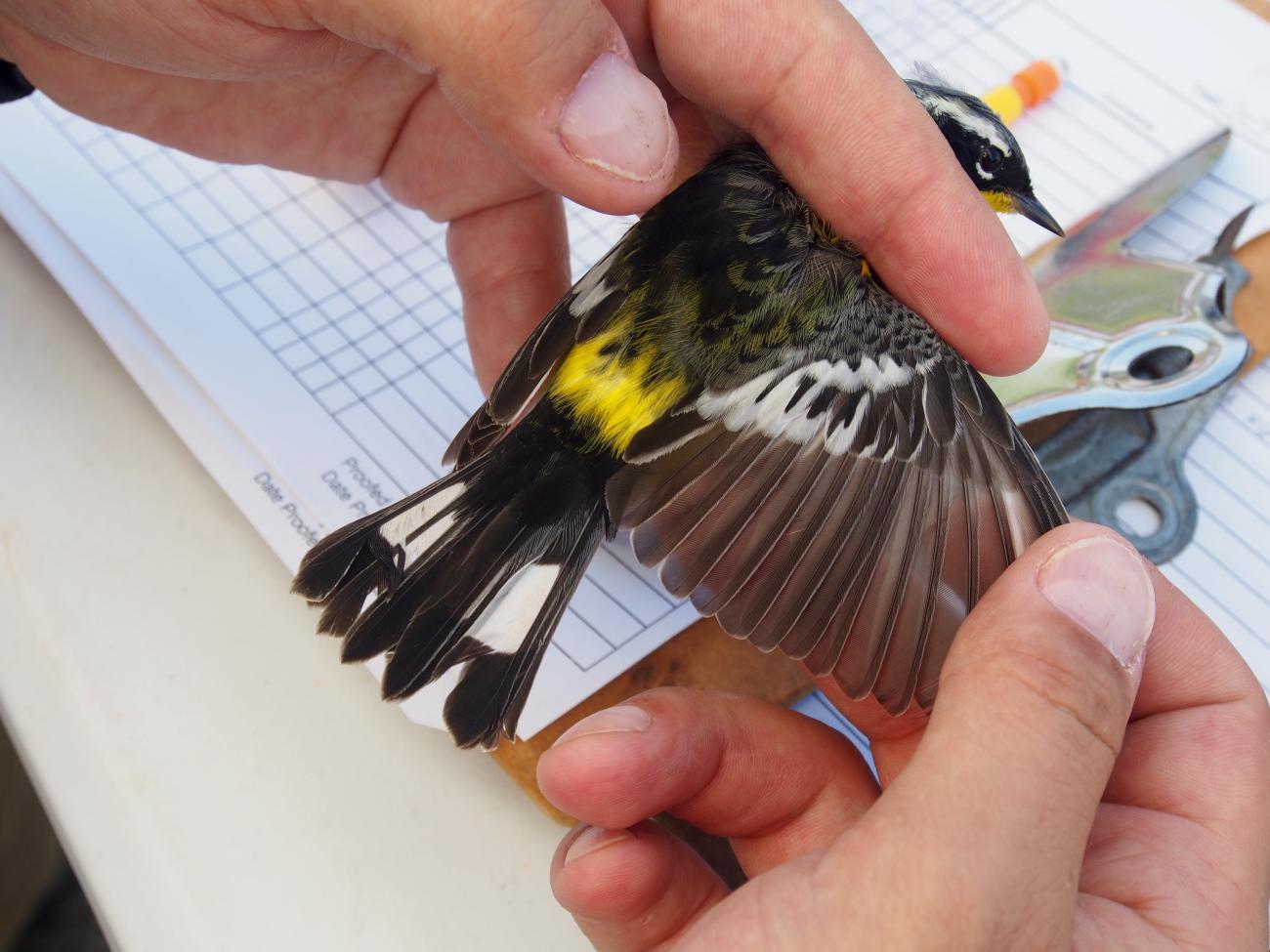 A scientist determines the age of a bird by examining its feathers