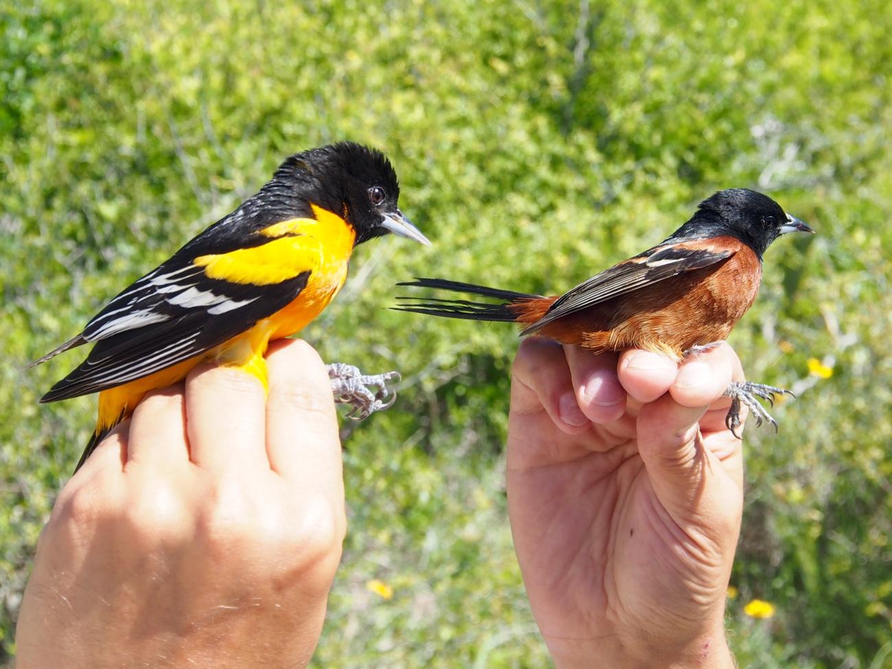 A Baltimore oriole and an orchard oriole in the hands of scientists