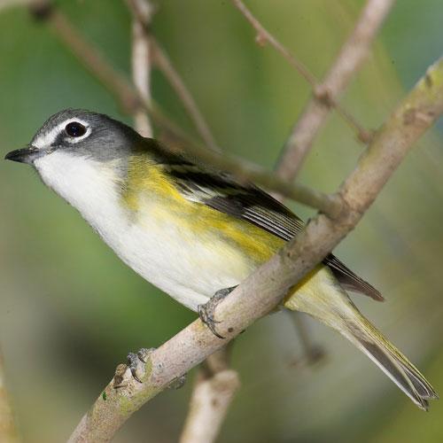 small bird with head cocked to the side