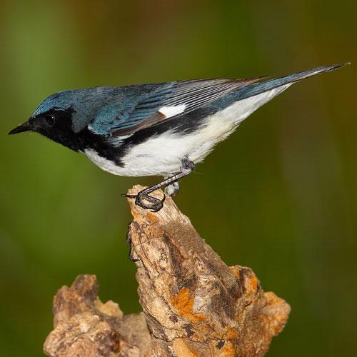 small perched bird on stump