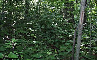 dense forest