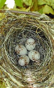 nest with eggs