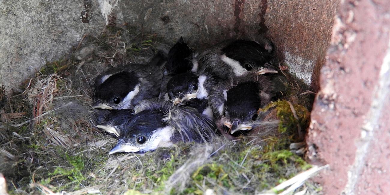 baby birds in nest box