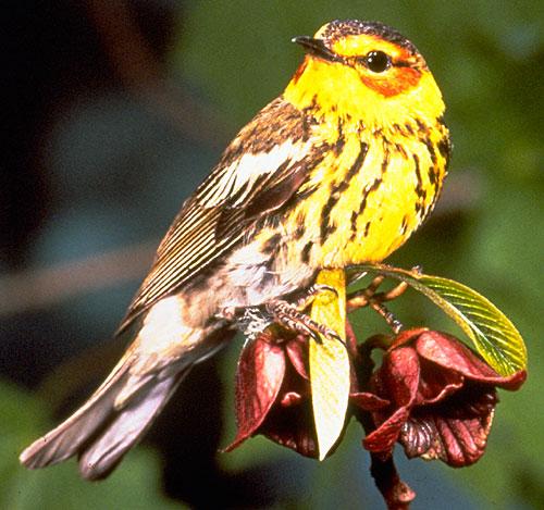 small bird on a pawpaw twig