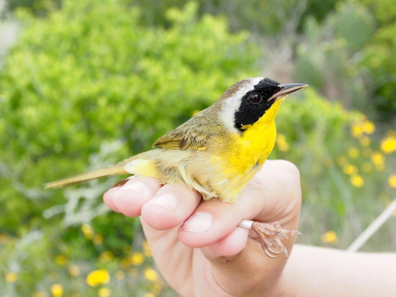 A common yellowthroat songbird in someone's hand