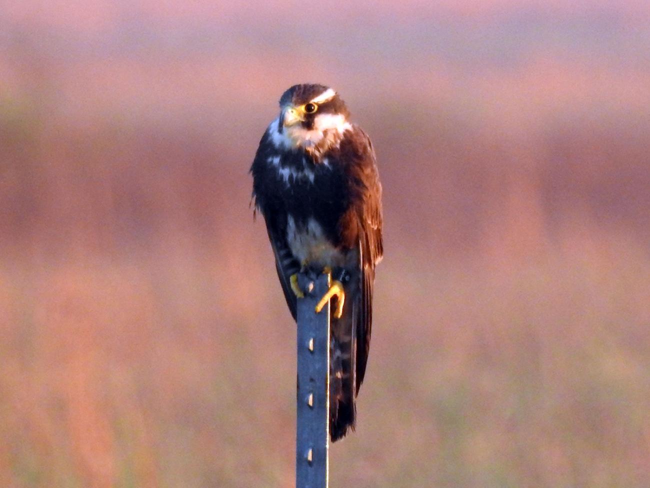 dark falcon with hooked beak