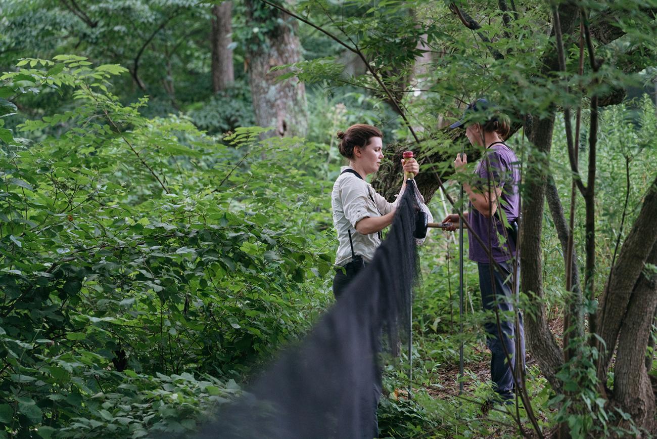 Two researchers set up a net in a forest