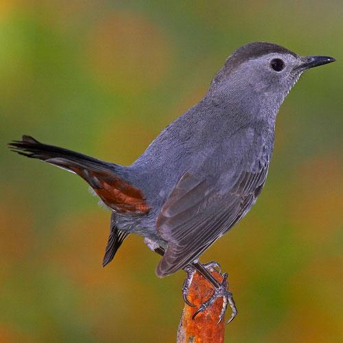 bird with long tail perched