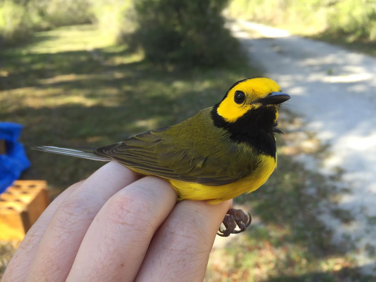 A yellow and black bird on someone's hand