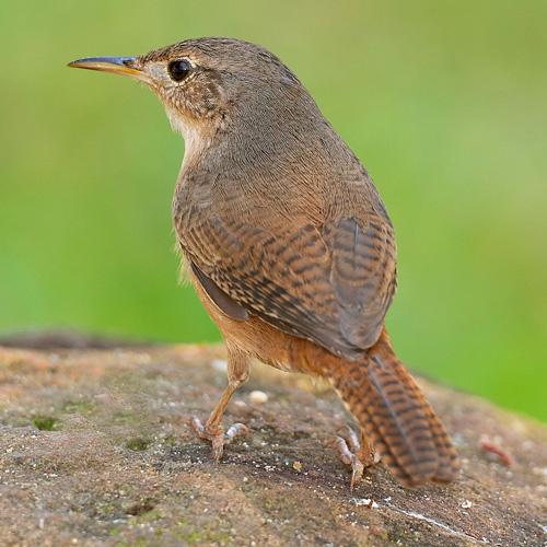 tiny bird with skinny beak