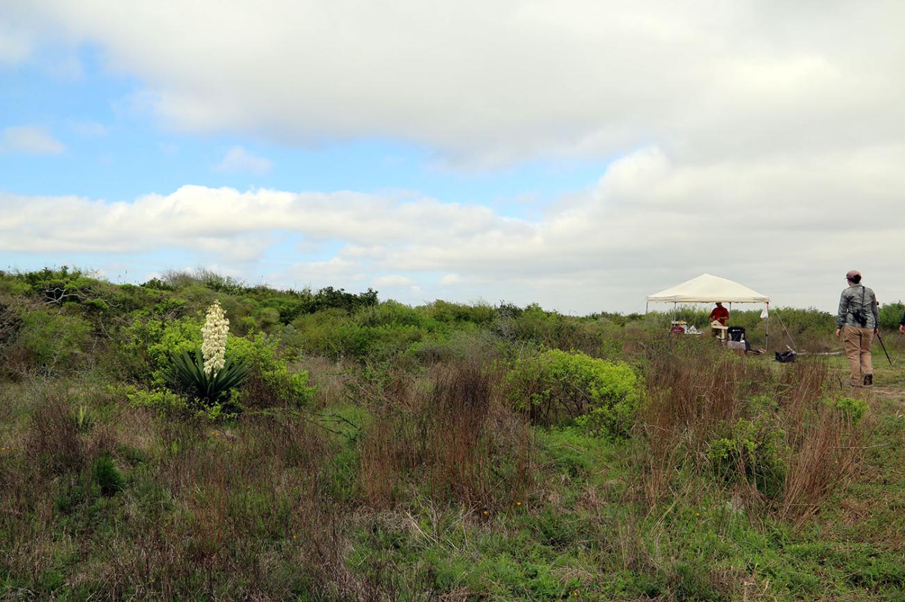 open, scrubby landscape with yucca blooming in the foreground