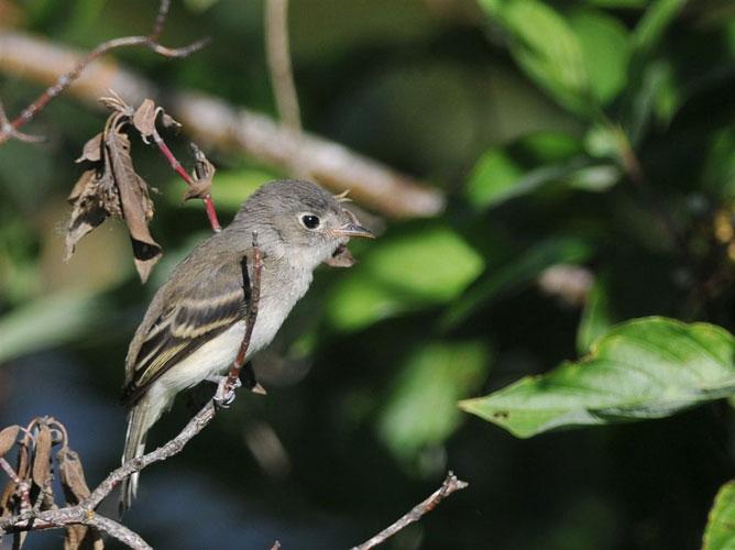 small bird perched