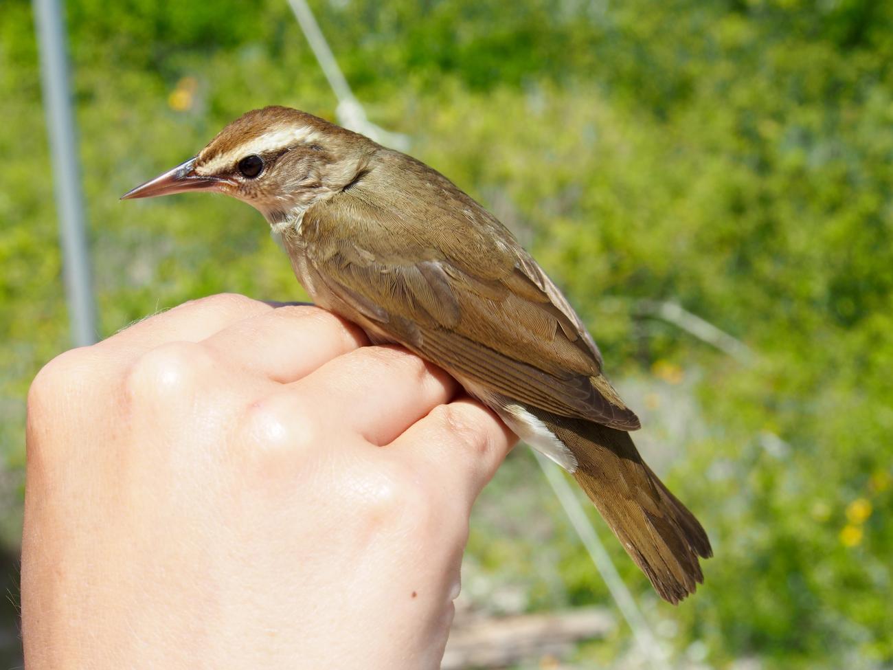 A Swainson's warbler perched on a person's hand