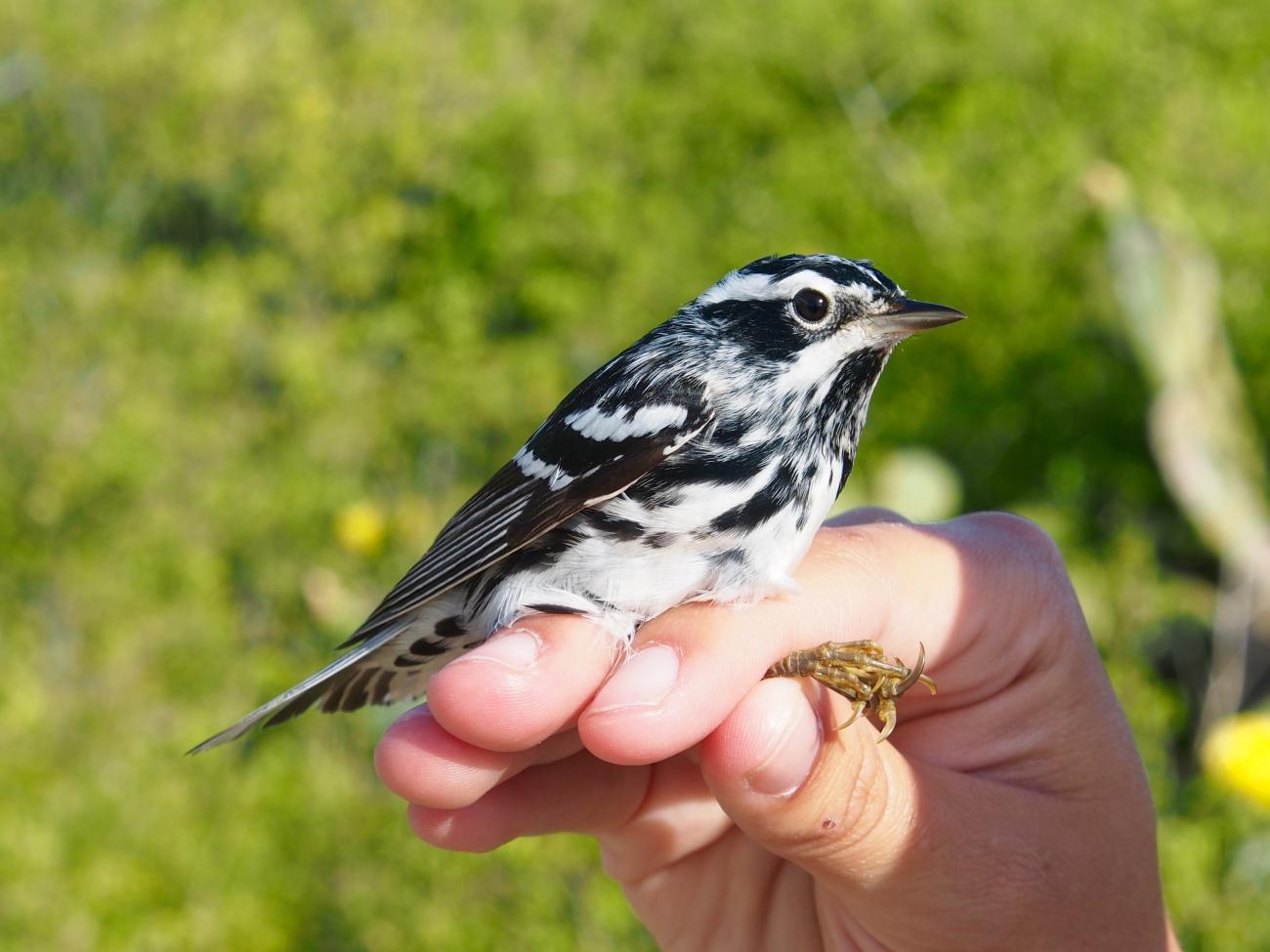 A black and white warbler perches on someone's hand