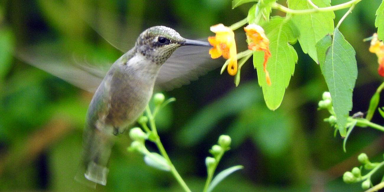 bird pollinating flower