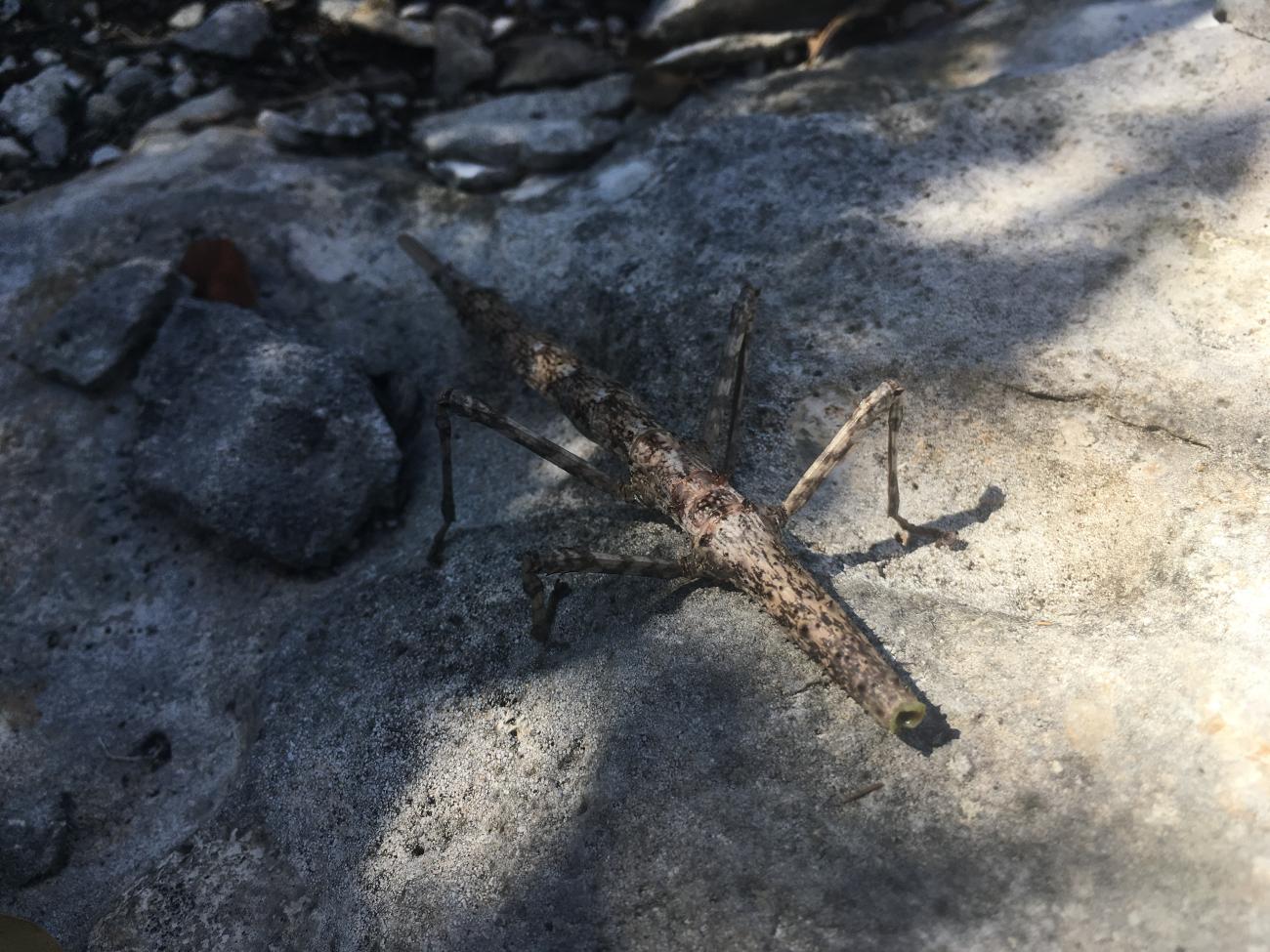 Stick bug on the ground