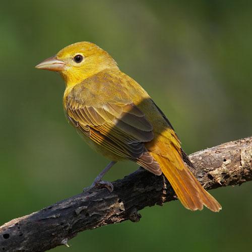 female summer tanager perched on a branch