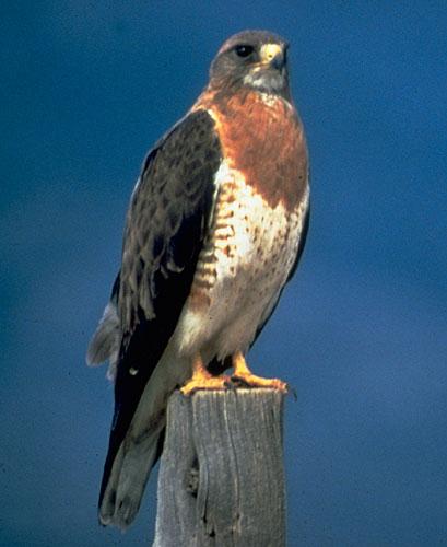 bird on post with hooked beak