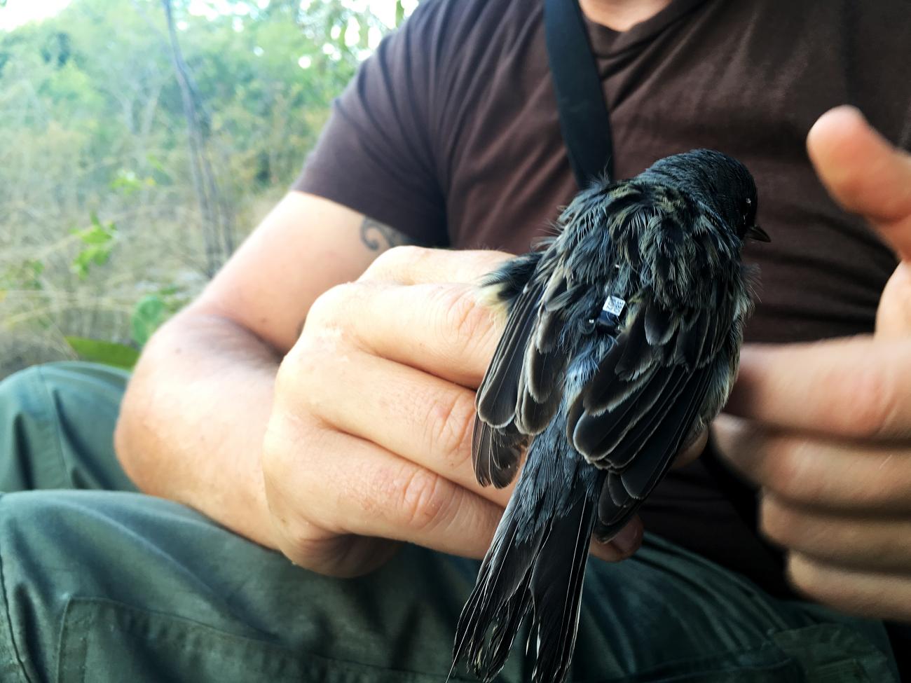 Close-up of a male Kirtland's warbler bird with a radio tag