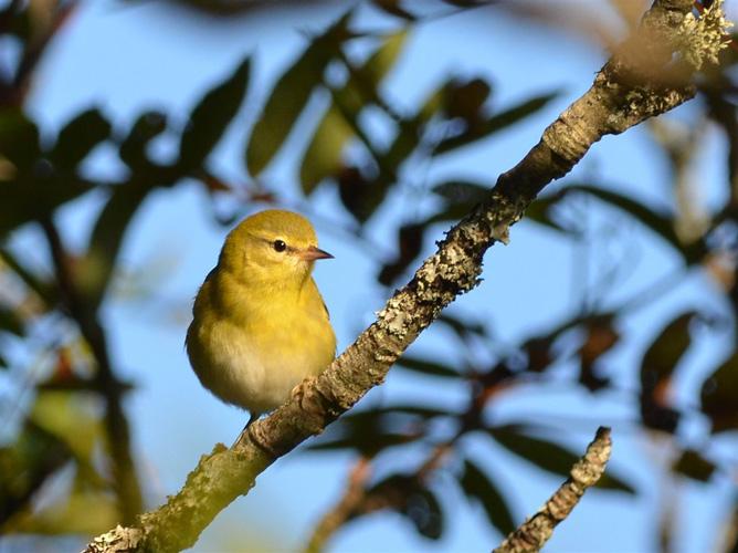 dull bird on a branch