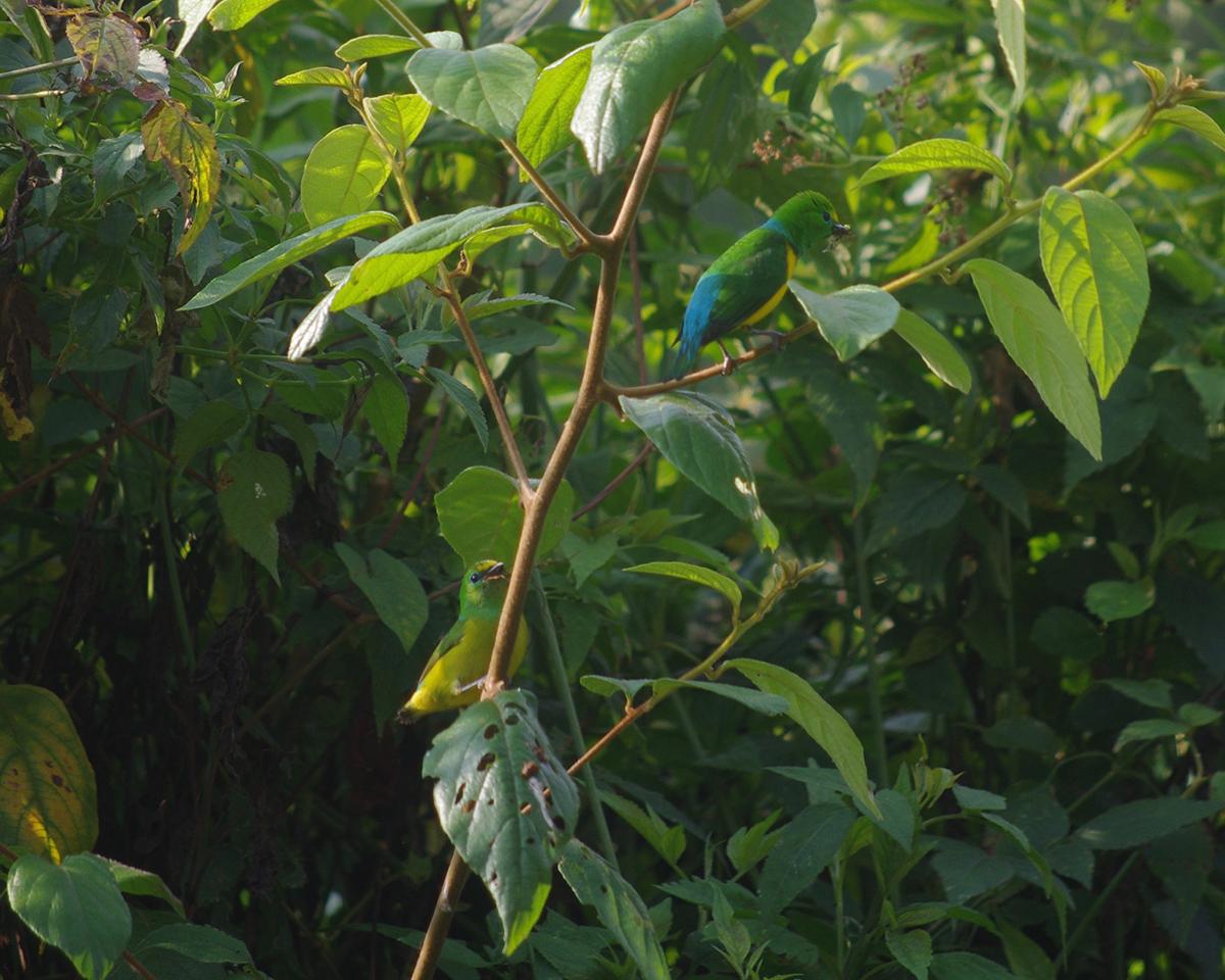 Two colorful finches standing on tree branches