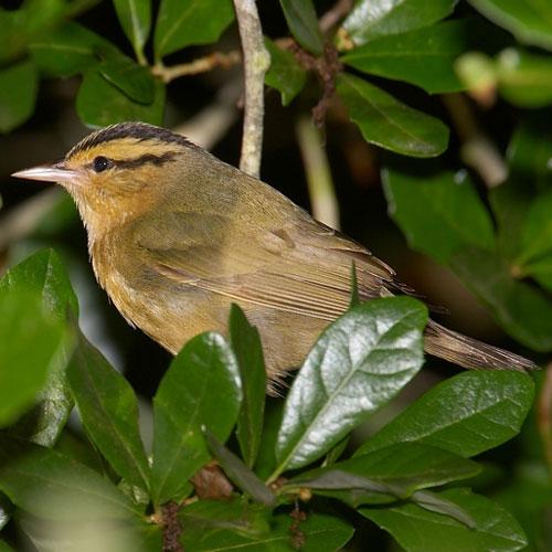 demure bird with a striped head