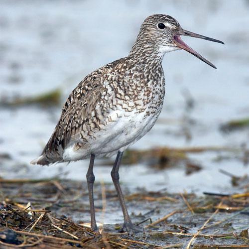 monochromatic bird with a lengthy bill standing in a wet area