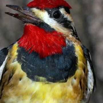 long-billed bird