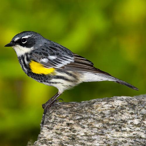 small bird perched on the edge of a rock