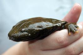 A hellbender. Photo courtesy of Brian Gratwicke.