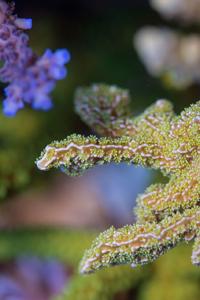coral