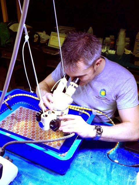 Mike Henley counting coral larvae that have settled onto tiles in tanks. Photo by B. Hobbs.