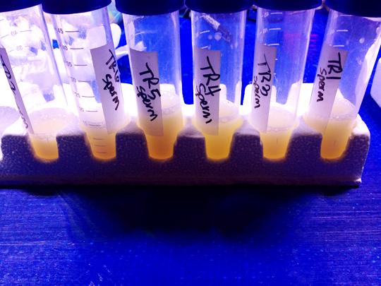 Sperm collected from several coral colonies waits in tubes to be assessed. Photo by V. Carter