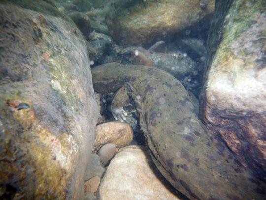 Hellbender swimming away. Photo courtesy of Jeff Storey