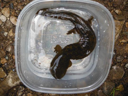 hellbender in tupperware