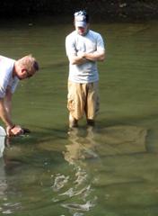 Folks from the Western Pennsylvania. Conservancy returning a hellbender. Photo courtesy of Lauren Augustine.