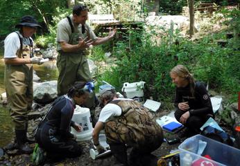 Processing hellbenders