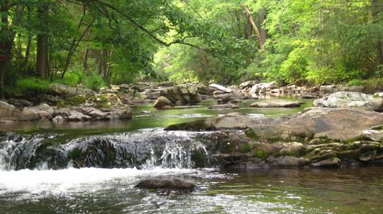 Hellbender habitat. Photo courtesy of Amy Johnson