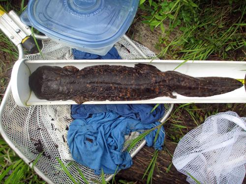 hellbender being measured