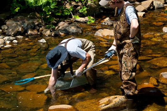 Searching for hellbenders. Photo courtesy of Jeff Storey.