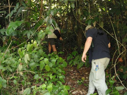Elephant path through the forest