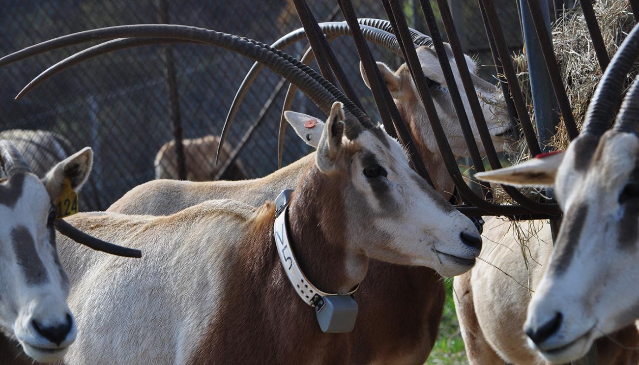oryx herd with tracking collars on while eating