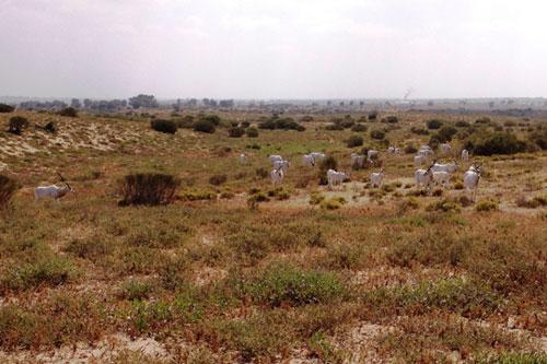 sahelo-saharan landscape