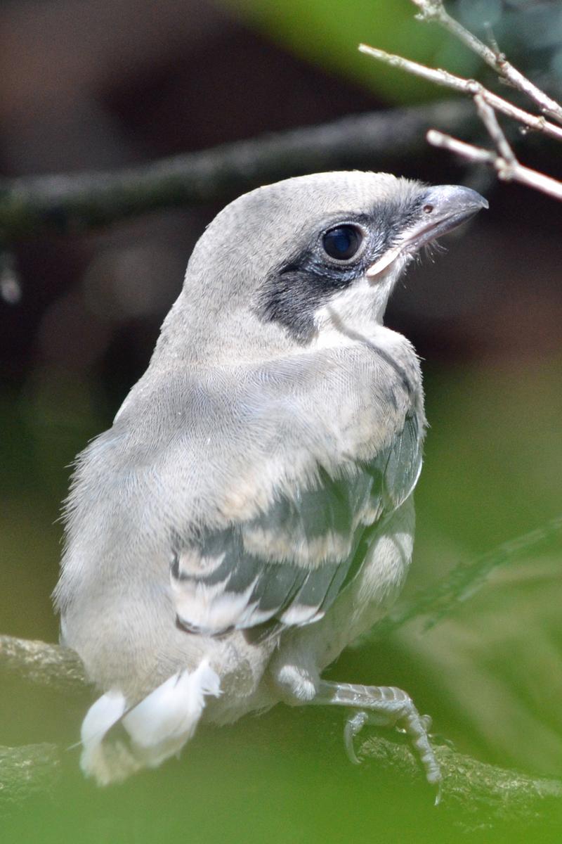 loggerhead shrike