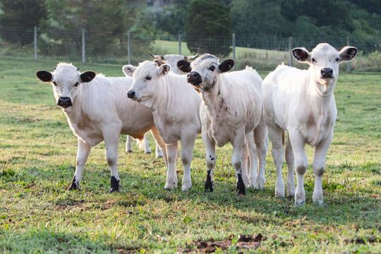 baby cows